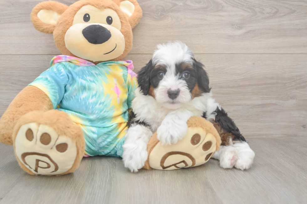 5 week old Mini Aussiedoodle Puppy For Sale - Premier Pups