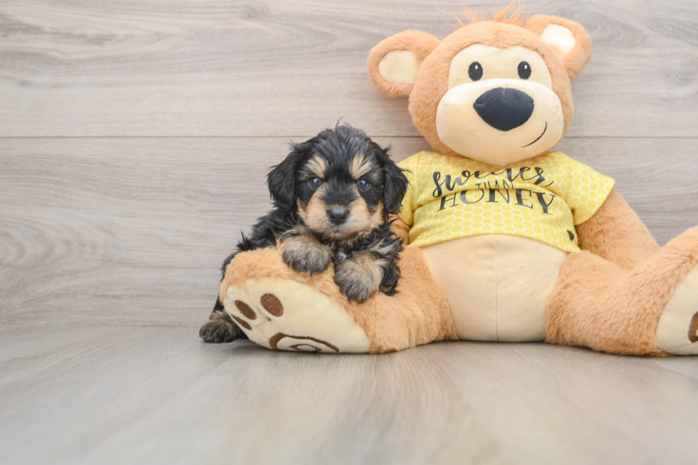 Energetic Aussie Poo Poodle Mix Puppy
