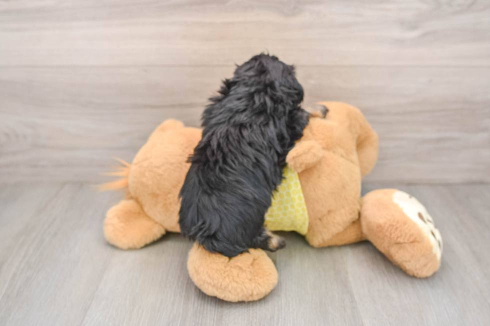 Mini Aussiedoodle Puppy for Adoption