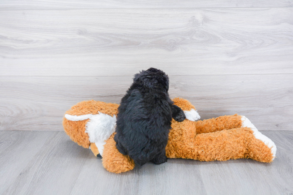 Friendly Mini Aussiedoodle Baby