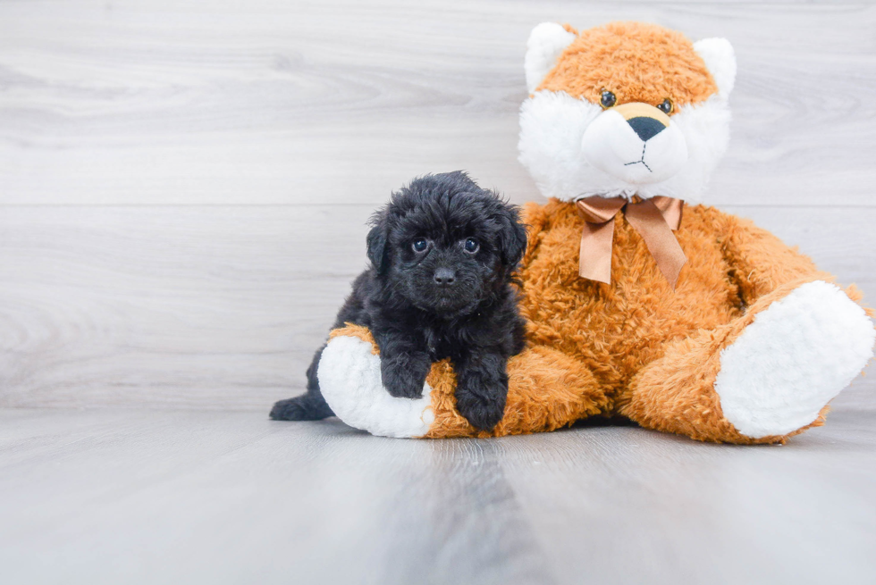 Petite Mini Aussiedoodle Poodle Mix Pup