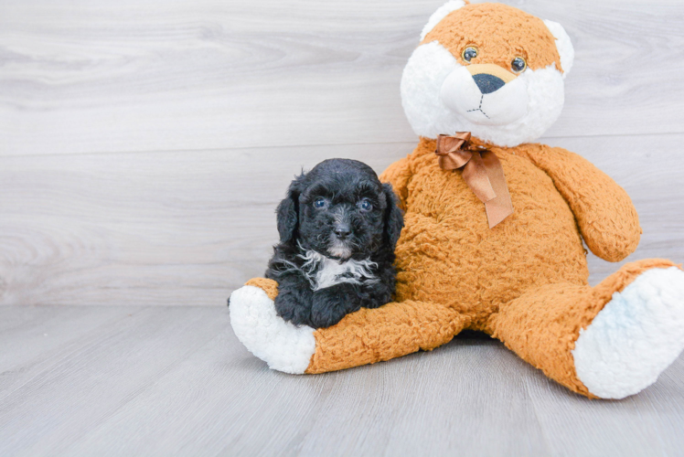 Hypoallergenic Aussiepoo Poodle Mix Puppy