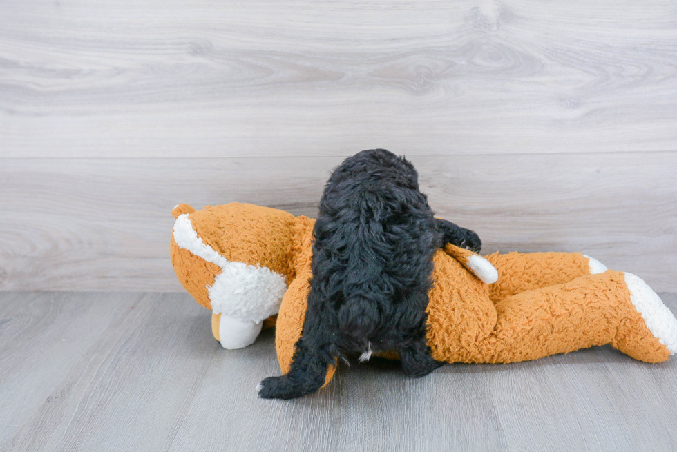 Little Aussiepoo Poodle Mix Puppy