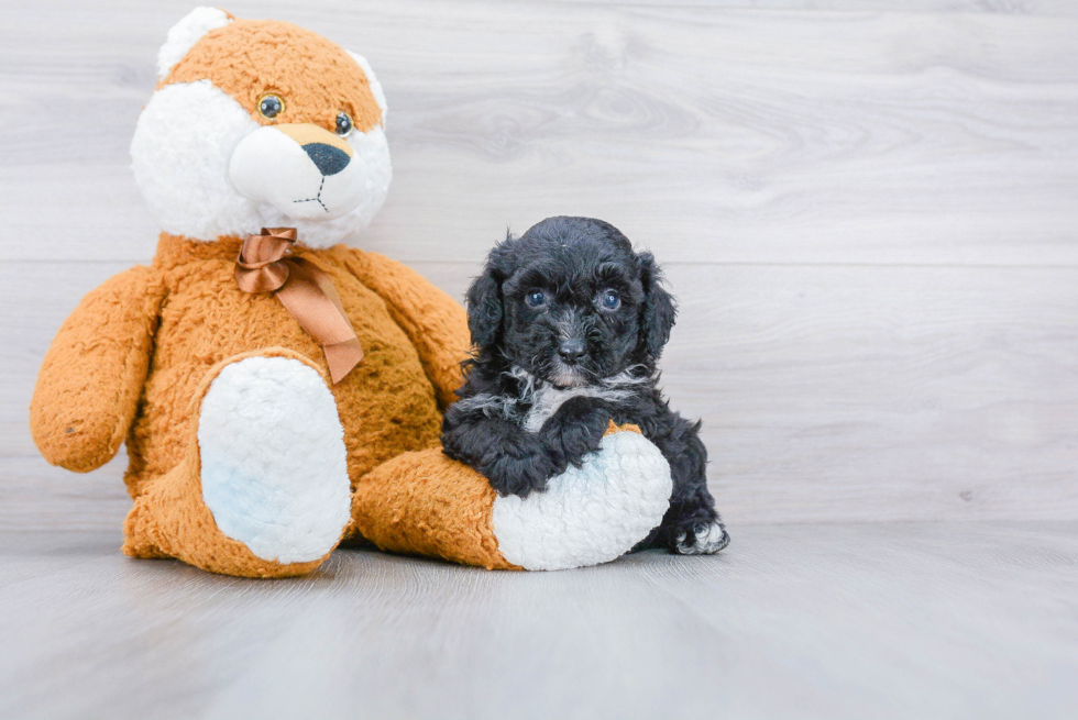 Mini Aussiedoodle Puppy for Adoption