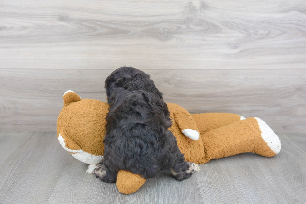 Cute Mini Aussiedoodle Baby