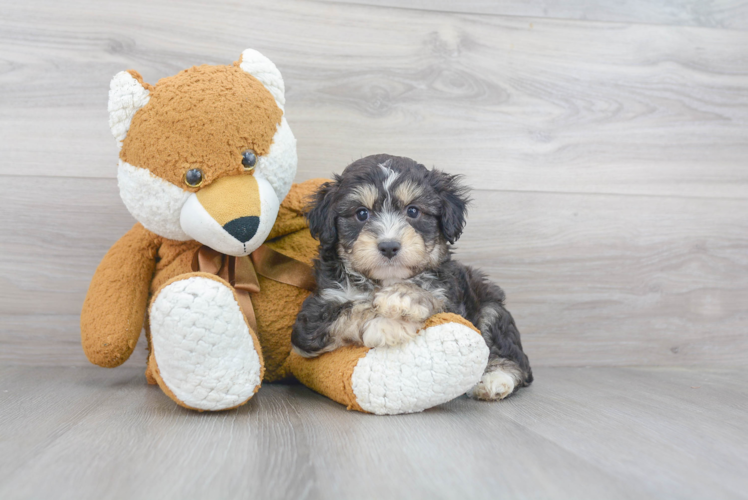 Best Mini Aussiedoodle Baby