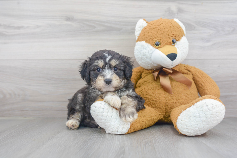 Small Mini Aussiedoodle Baby