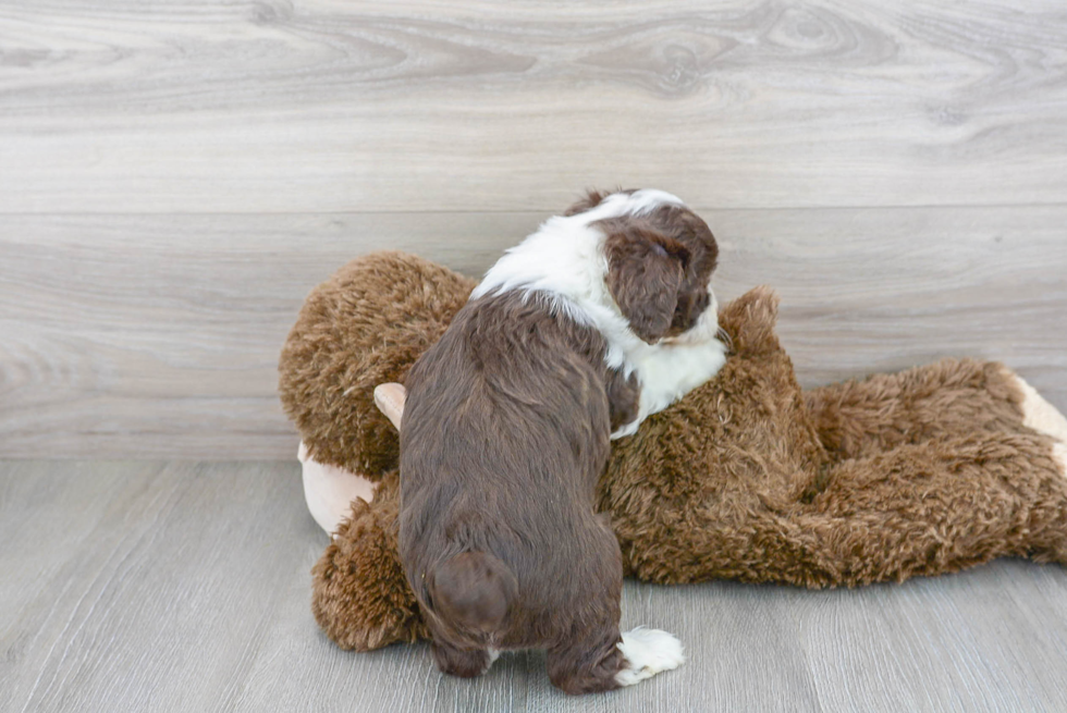 Petite Mini Aussiedoodle Poodle Mix Pup