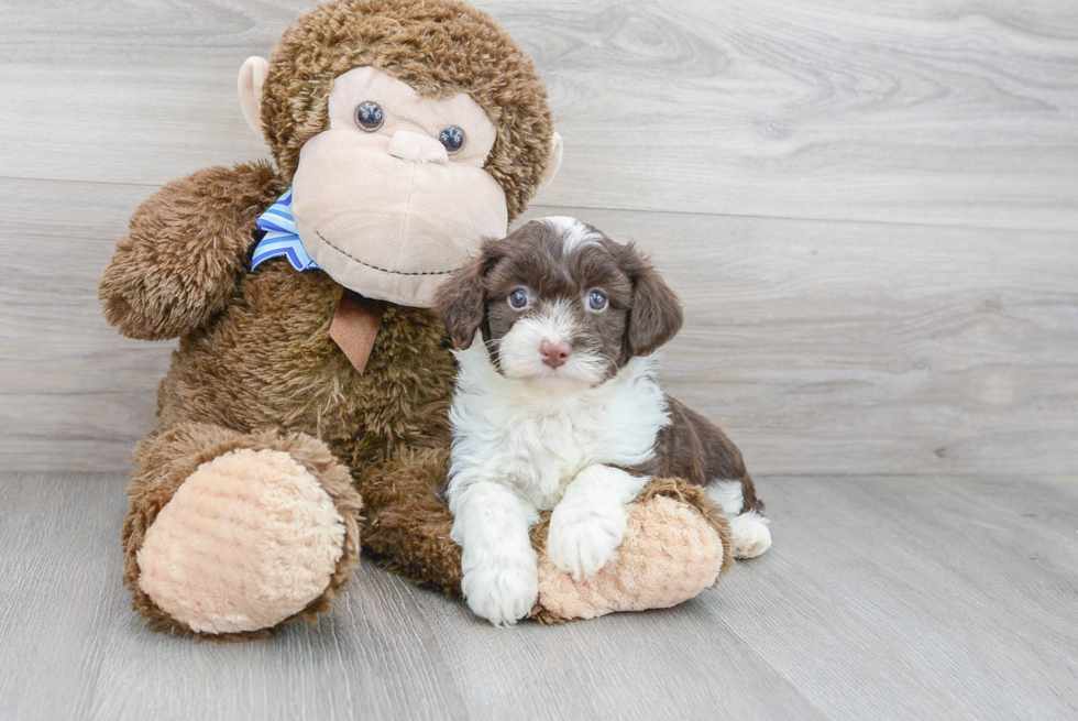 Mini Aussiedoodle Puppy for Adoption