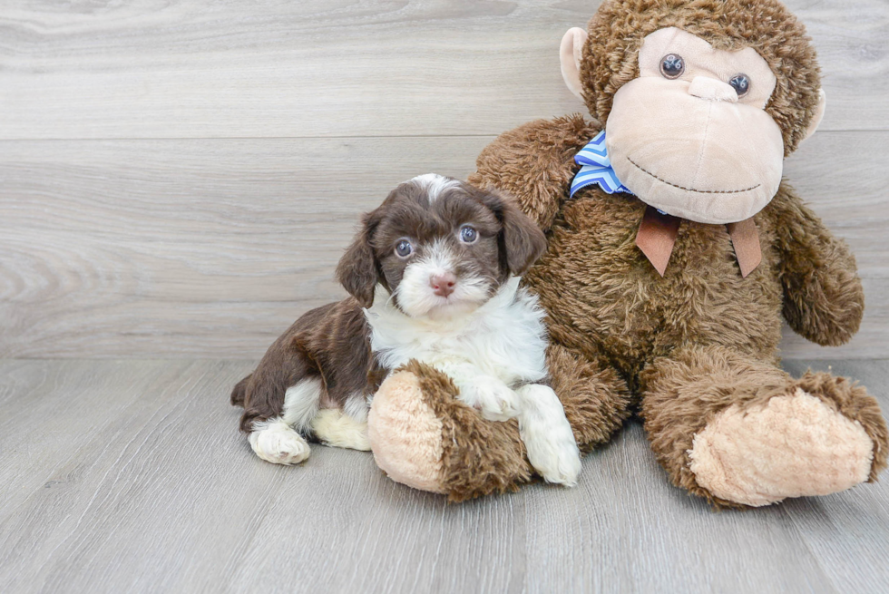 Mini Aussiedoodle Pup Being Cute