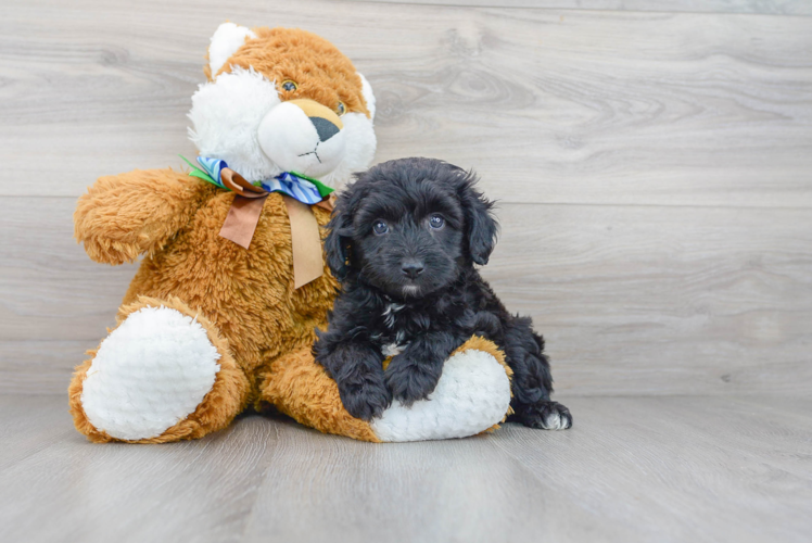 Best Mini Aussiedoodle Baby