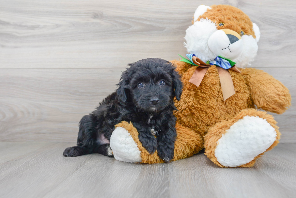Cute Mini Aussiedoodle Poodle Mix Pup