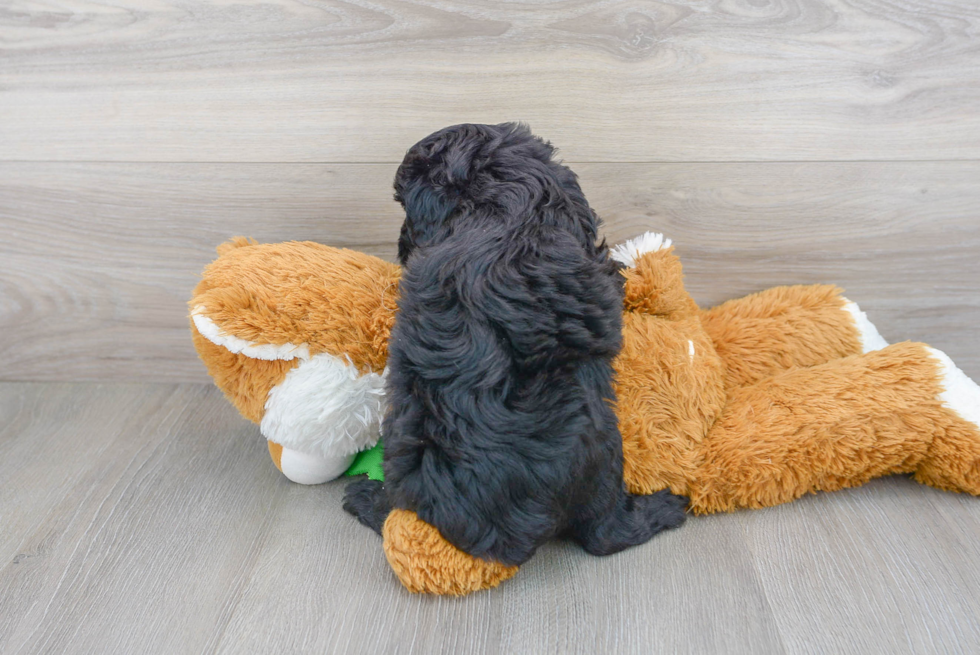 Cute Mini Aussiedoodle Baby