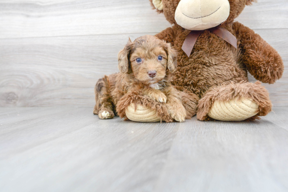 Best Mini Aussiedoodle Baby