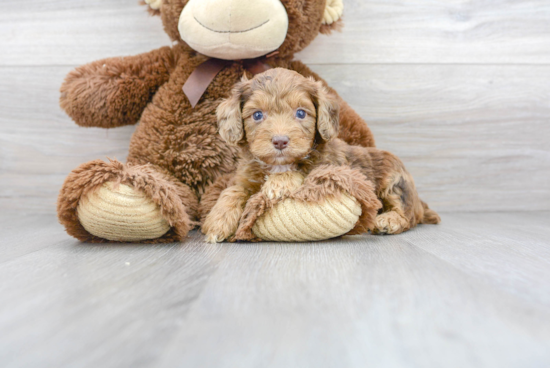 Smart Mini Aussiedoodle Poodle Mix Pup