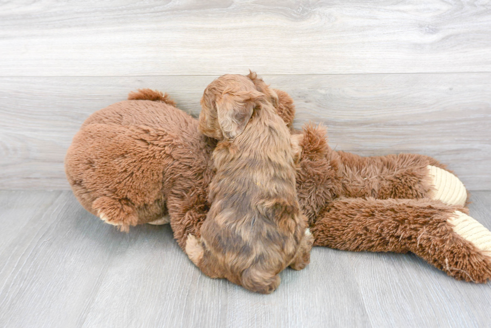 Mini Aussiedoodle Puppy for Adoption