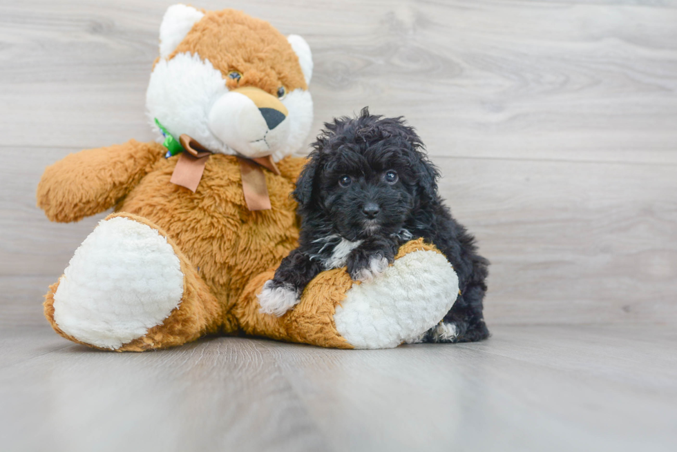 Mini Aussiedoodle Puppy for Adoption