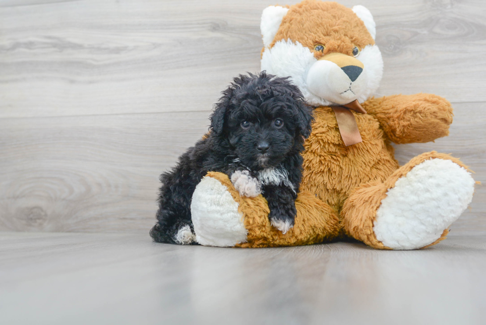 Mini Aussiedoodle Pup Being Cute