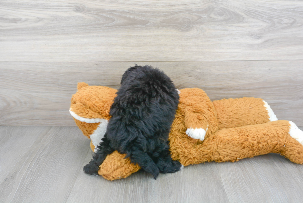 Mini Aussiedoodle Pup Being Cute