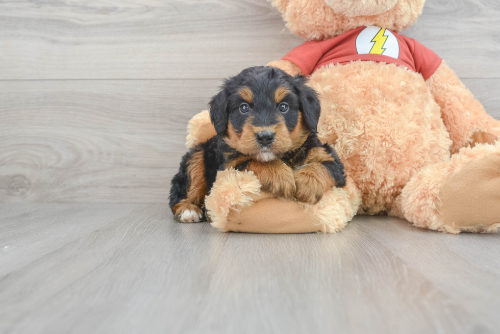 Playful Aussiepoo Poodle Mix Puppy