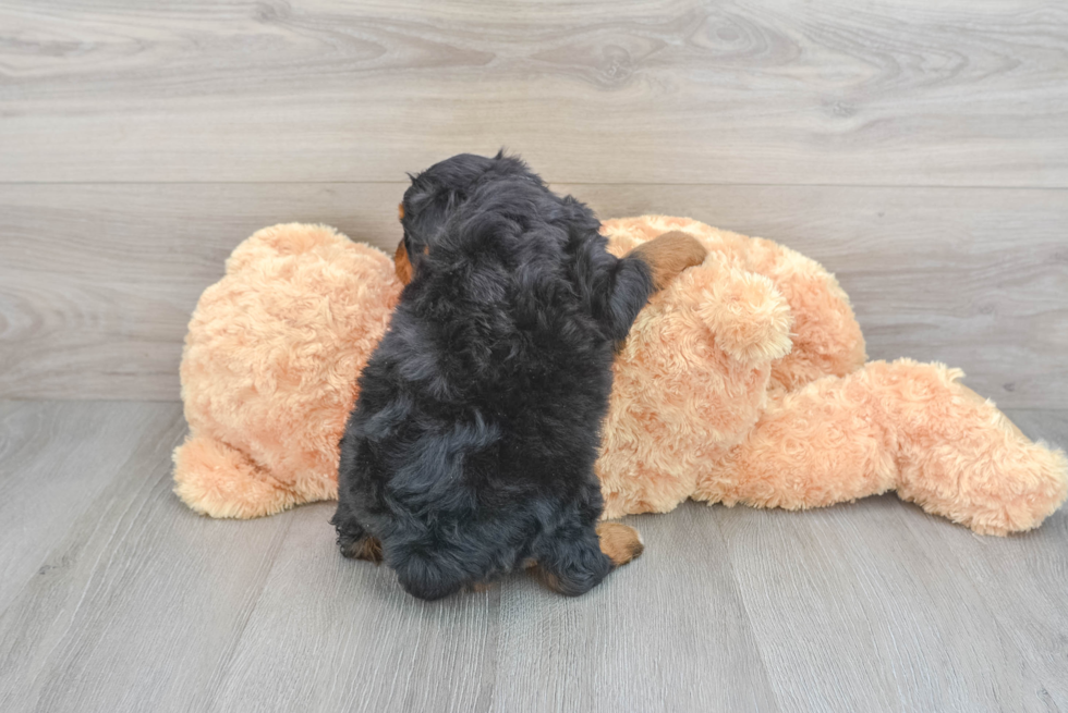 Mini Aussiedoodle Puppy for Adoption