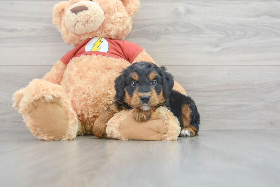 Small Mini Aussiedoodle Baby