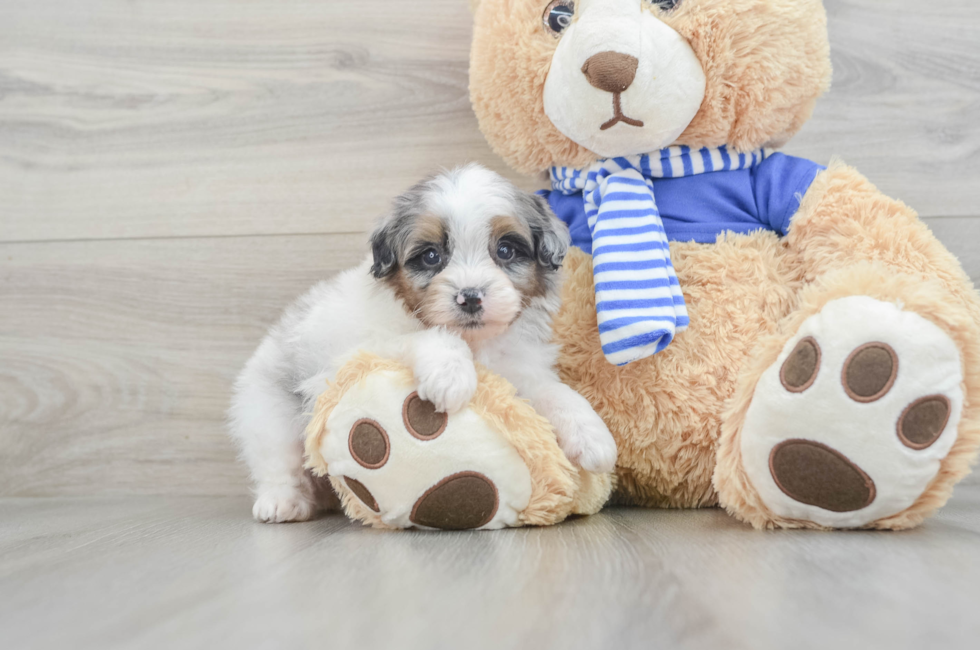 8 week old Mini Aussiedoodle Puppy For Sale - Premier Pups