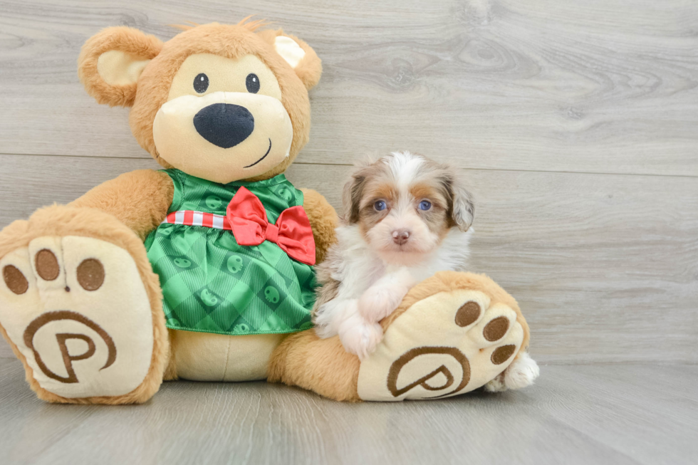 Best Mini Aussiedoodle Baby