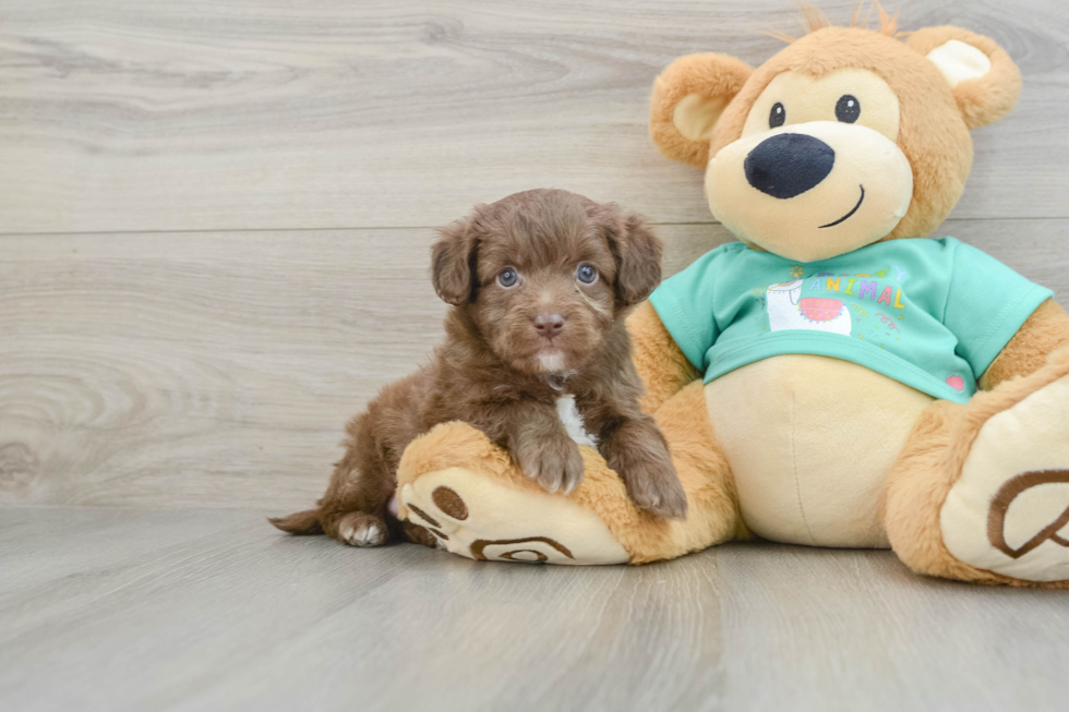 Mini Aussiedoodle Pup Being Cute