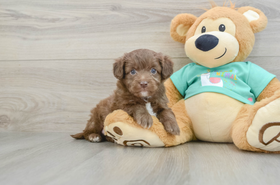 6 week old Mini Aussiedoodle Puppy For Sale - Premier Pups