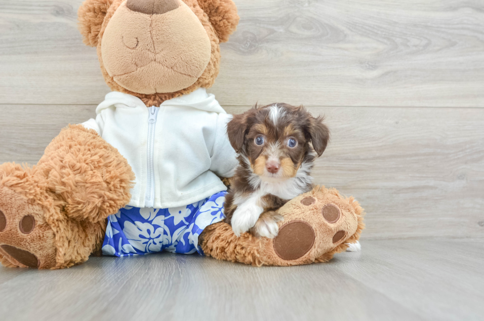 7 week old Mini Aussiedoodle Puppy For Sale - Premier Pups