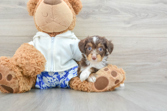 Happy Mini Aussiedoodle Baby