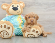 8 week old Mini Aussiedoodle Puppy For Sale - Premier Pups