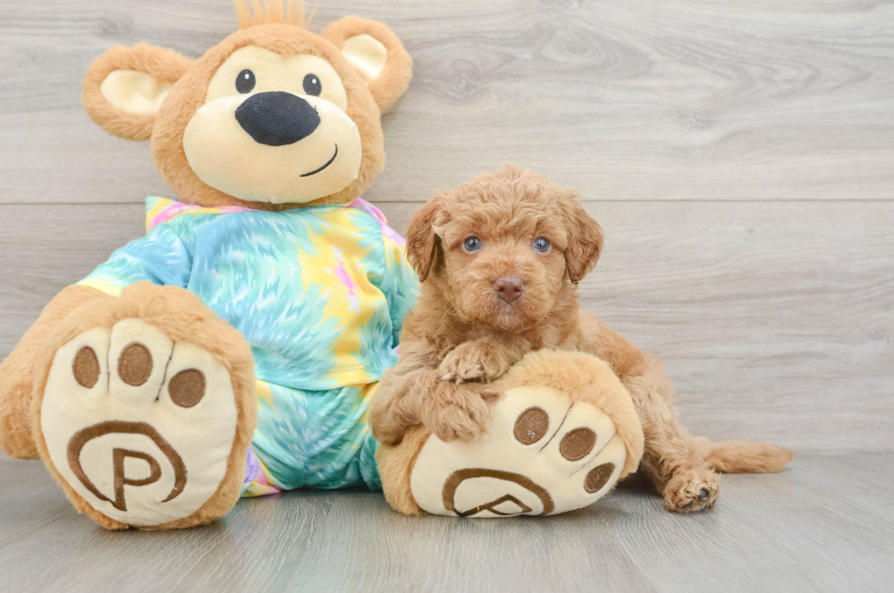 5 week old Mini Aussiedoodle Puppy For Sale - Premier Pups