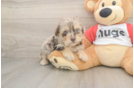 Mini Aussiedoodle Puppy for Adoption
