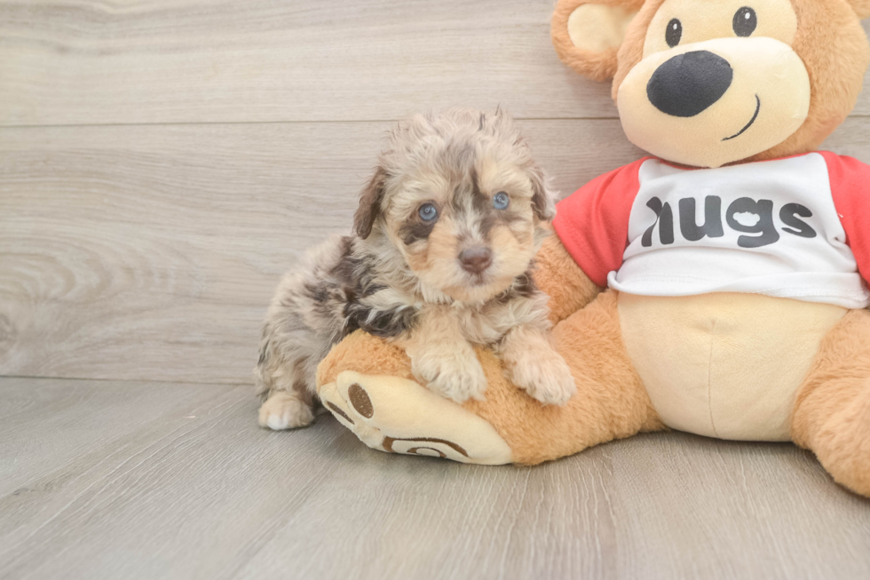 Mini Aussiedoodle Puppy for Adoption