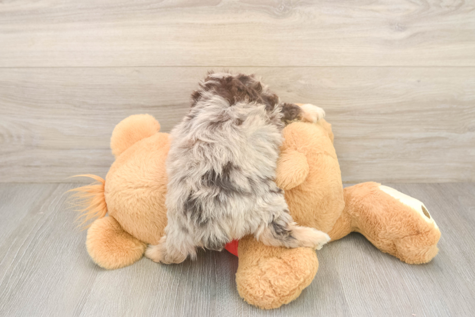 Mini Aussiedoodle Pup Being Cute