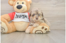 Fluffy Mini Aussiedoodle Poodle Mix Pup