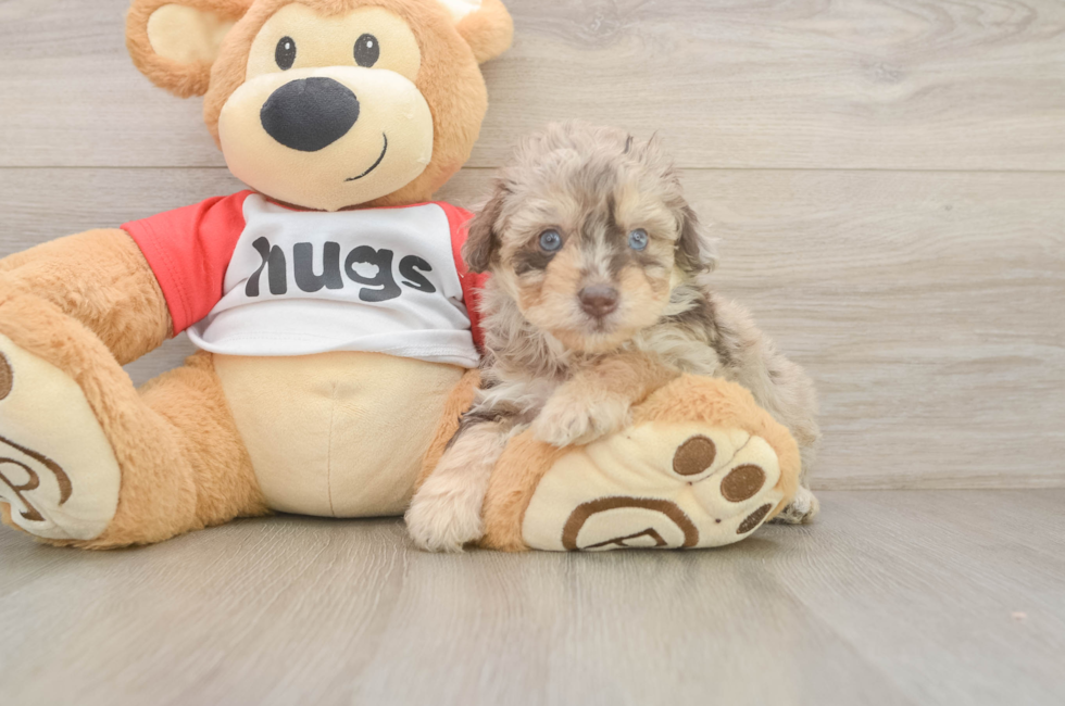 5 week old Mini Aussiedoodle Puppy For Sale - Premier Pups