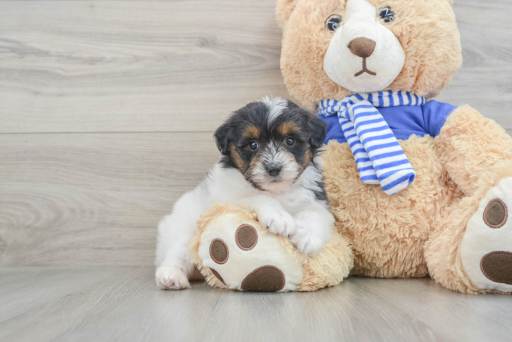 Funny Mini Aussiedoodle Poodle Mix Pup