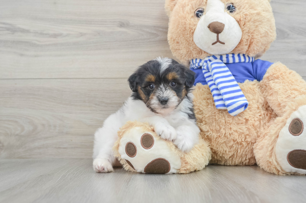 8 week old Mini Aussiedoodle Puppy For Sale - Premier Pups