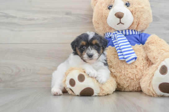 Funny Mini Aussiedoodle Poodle Mix Pup