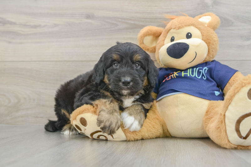 Meet Creed - our Mini Aussiedoodle Puppy Photo 1/3 - Premier Pups
