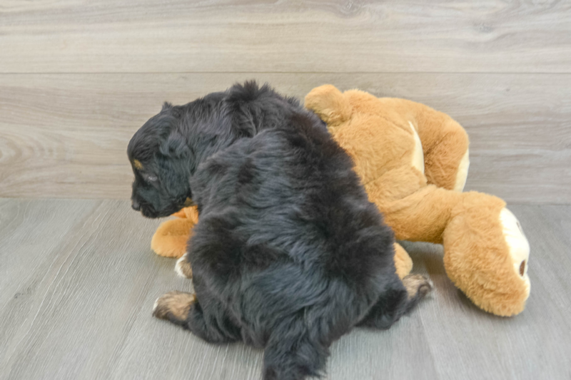 Meet Creed - our Mini Aussiedoodle Puppy Photo 2/3 - Premier Pups
