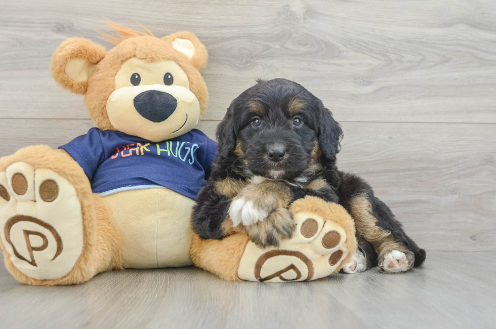 6 week old Mini Aussiedoodle Puppy For Sale - Premier Pups