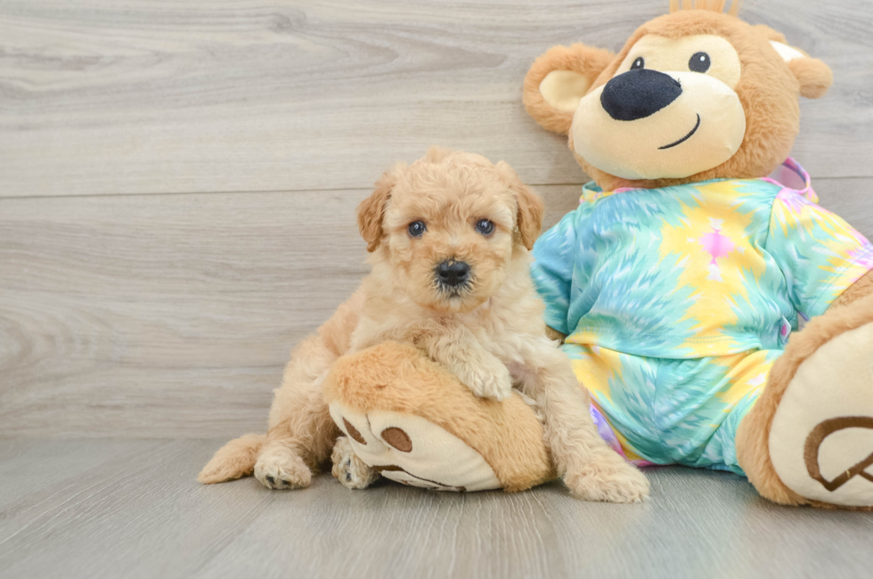 5 week old Mini Aussiedoodle Puppy For Sale - Premier Pups