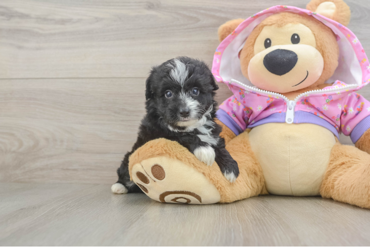 Playful Mini Aussiepoodle Poodle Mix Puppy