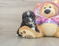 8 week old Mini Aussiedoodle Puppy For Sale - Premier Pups