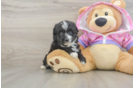 Playful Mini Aussiepoodle Poodle Mix Puppy