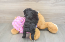 Best Mini Aussiedoodle Baby